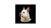 County Guard Dogs Ltd